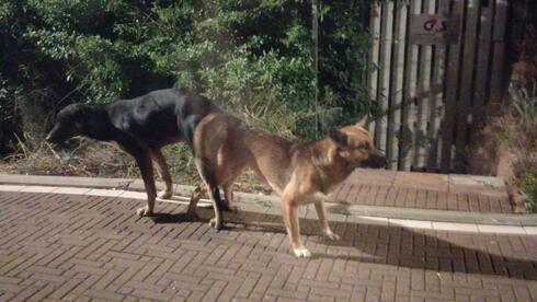 כלבים משוטטים ליד גני שעשועים ובתי ספר בכפר יונה