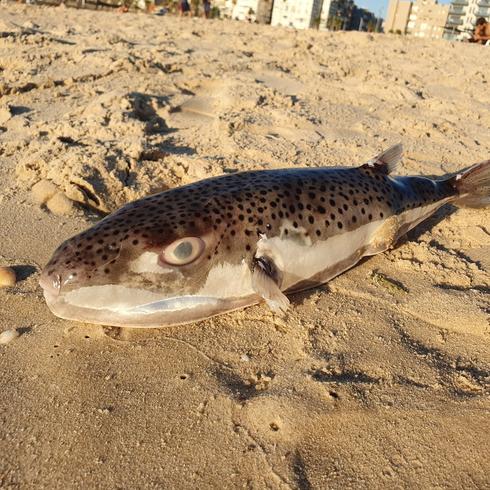 דג אבו נפחא שנסחף לחוף בת ים | צילום: ירון לוי